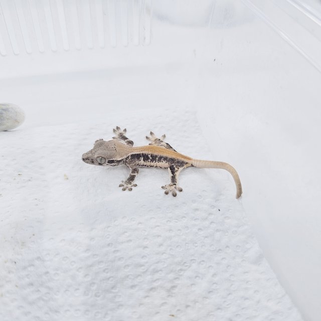 릴리화이트 솔리드백