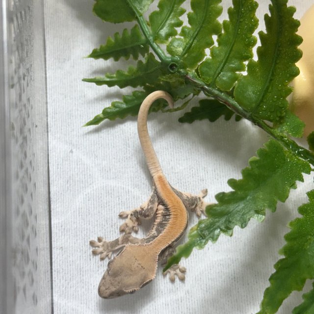 릴리화이트 솔리드백