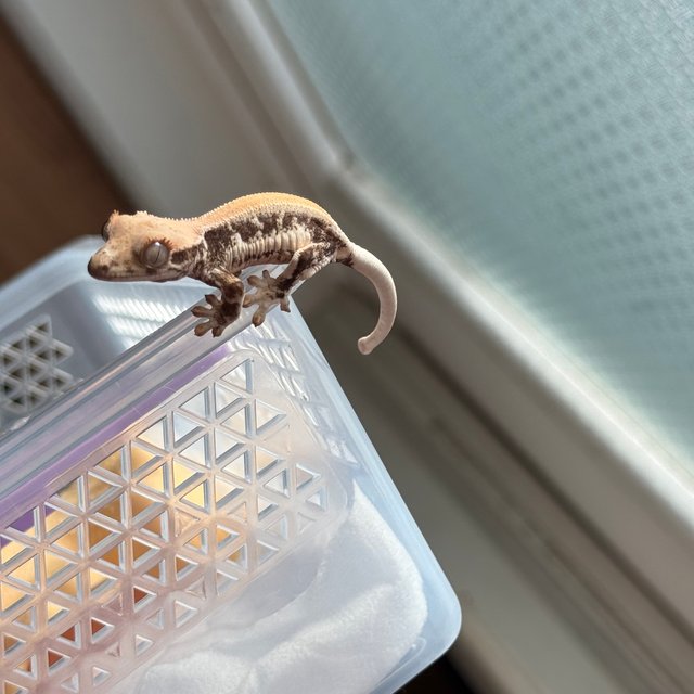 릴리화이트 솔리드백