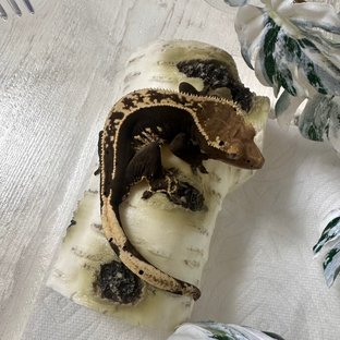 100%헷아잔틱 핀스트라이프