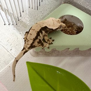 노멀 익스트림할리퀸