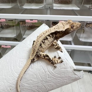 노멀 풀핀 드리피 화이트스팟