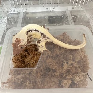 릴리 세이블 솔리드백