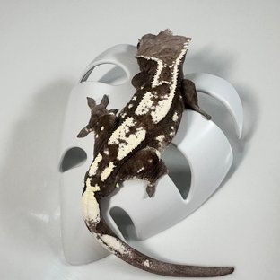 세이블 아잔틱 화이트스팟