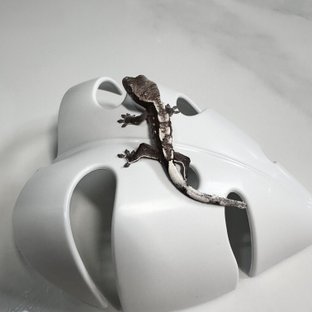 아잔틱 화이트스팟