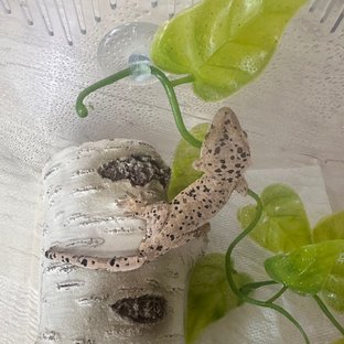슈퍼달마시안 달마시안
