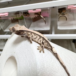 세이블 솔리드백 화이트스팟