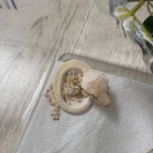 릴리화이트 솔리드백