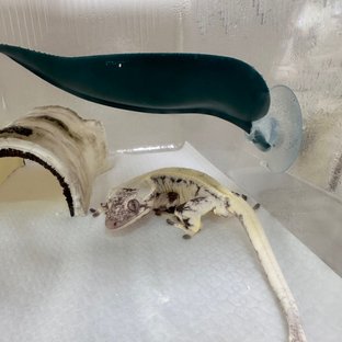 릴리 세이블 솔리드백