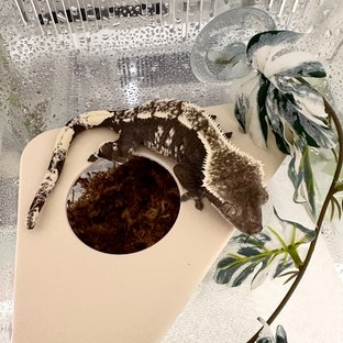 아잔틱 화이트스팟