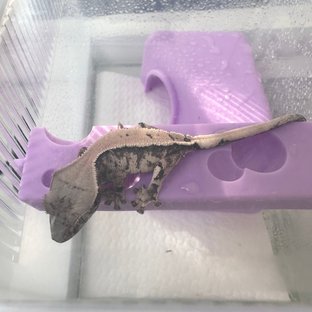 세이블 솔리드백 화이트스팟