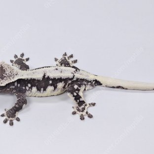 릴잔틱