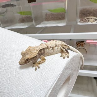 세이블 드리피 화이트스팟