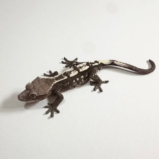 세이블 아잔틱 화이트스팟