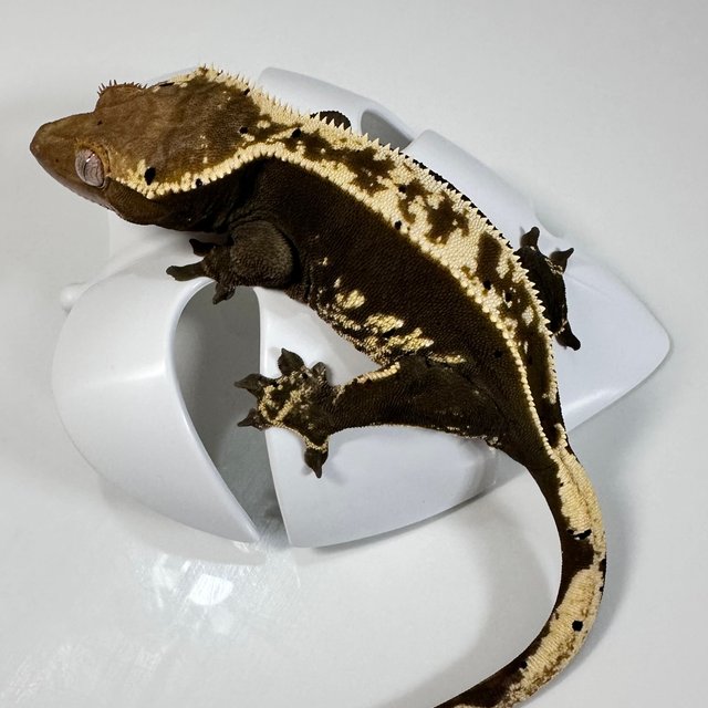 100%헷아잔틱 쿼드 핀스트라이프