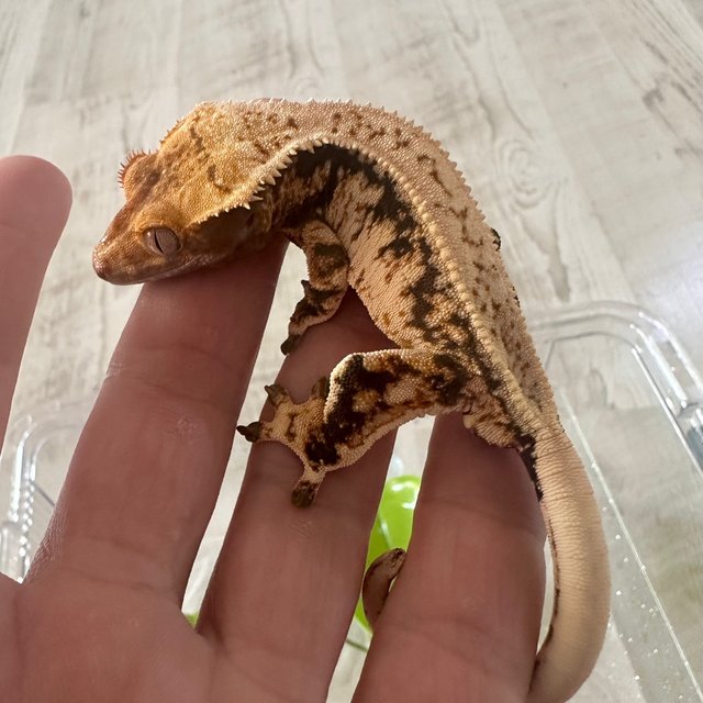 노멀 풀핀 드리피 화이트스팟