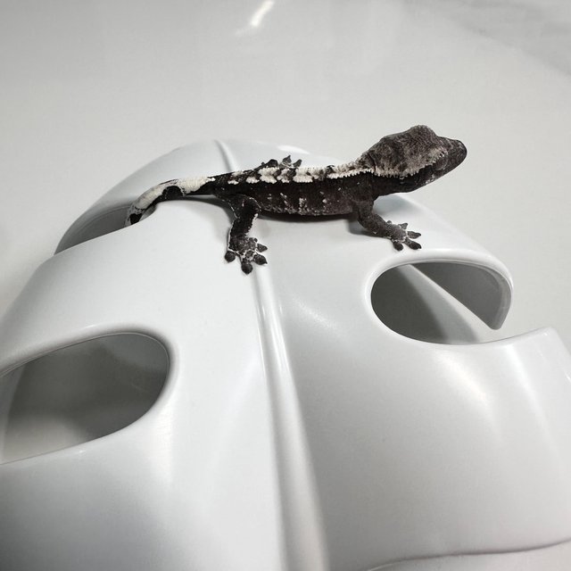 아잔틱 화이트스팟