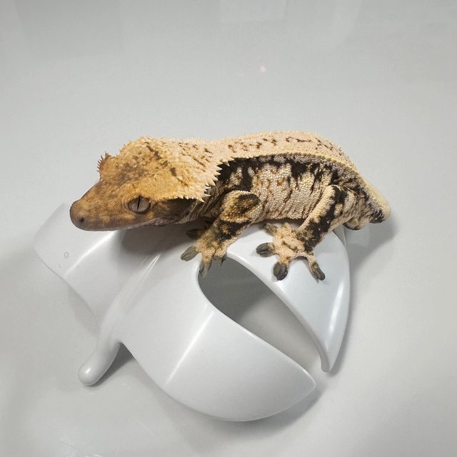 노멀 드리피 화이트스팟