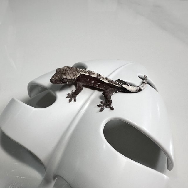 아잔틱 화이트스팟