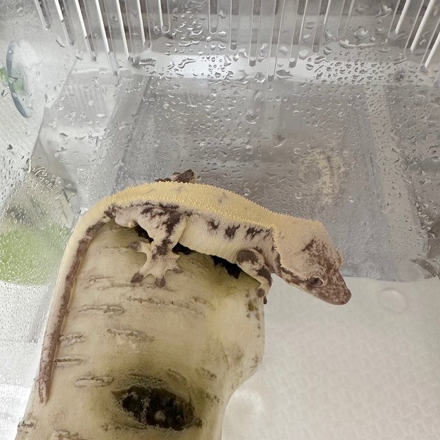 릴리 세이블 솔리드백