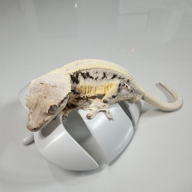 릴리화이트 솔리드백