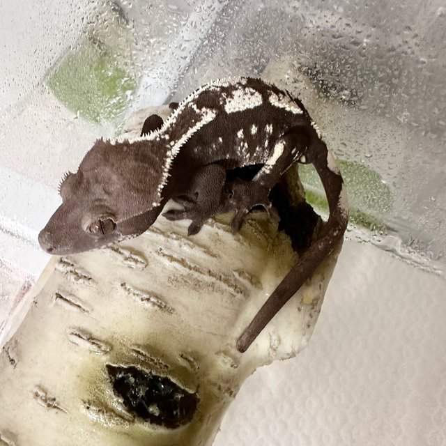 세이블 아잔틱 화이트스팟