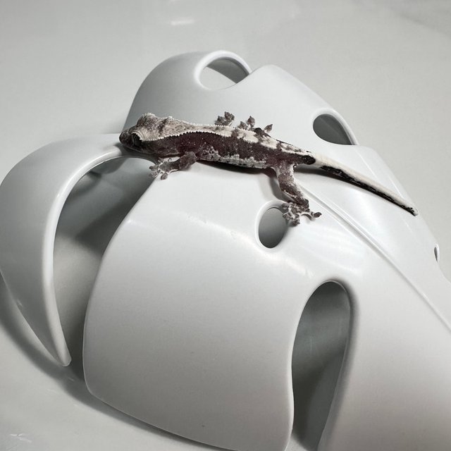 아잔틱 릴잔틱 화이트스팟