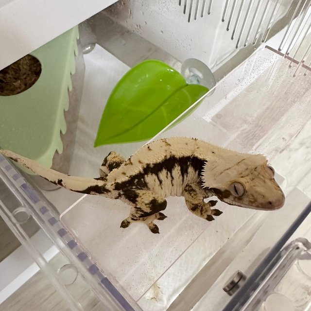 노멀 익스트림할리퀸