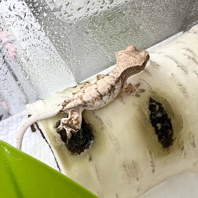 세이블 드리피 화이트스팟