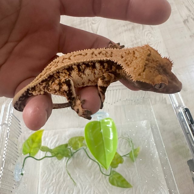 노멀 풀핀 드리피 화이트스팟