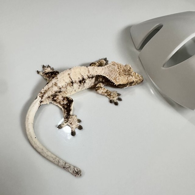 세이블 드리피 화이트스팟