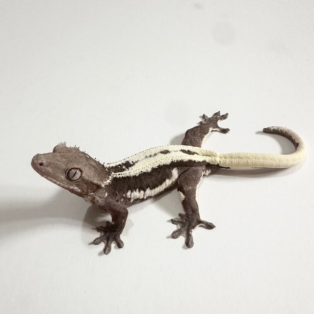 릴잔틱 슈퍼스트라이프