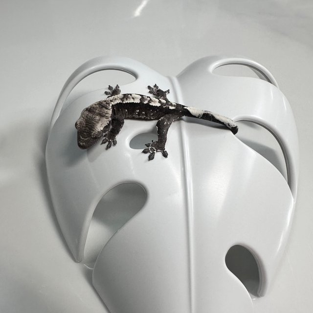 아잔틱 화이트스팟