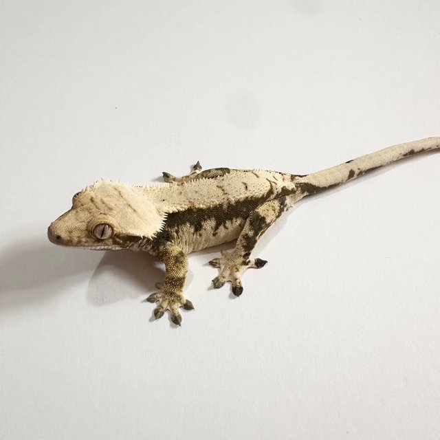 노멀 익스트림할리퀸