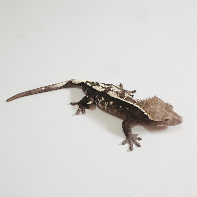 세이블 아잔틱 화이트스팟