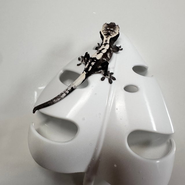 세이블 아잔틱 화이트스팟