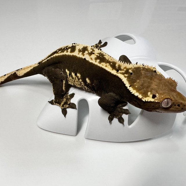 100%헷아잔틱 쿼드 핀스트라이프