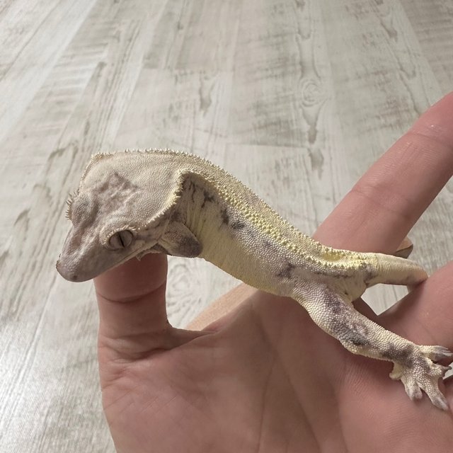 릴리 세이블 솔리드백