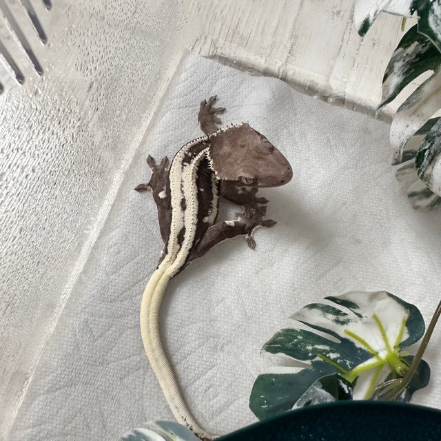 릴잔틱 슈퍼스트라이프