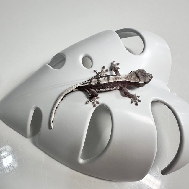 아잔틱 릴잔틱 화이트스팟