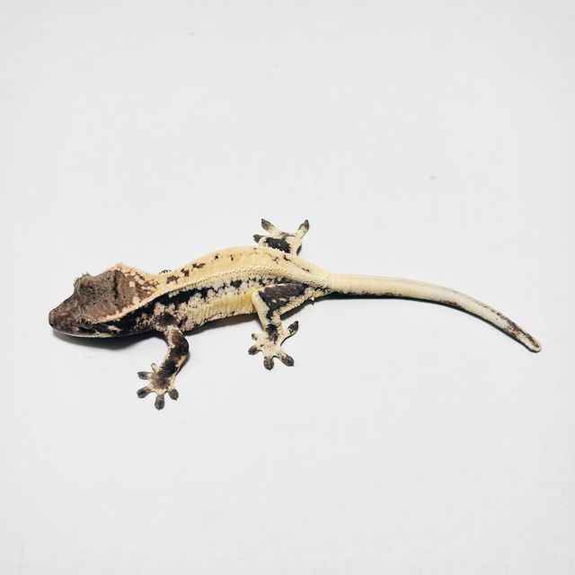 릴리 세이블 화이트스팟 드리피