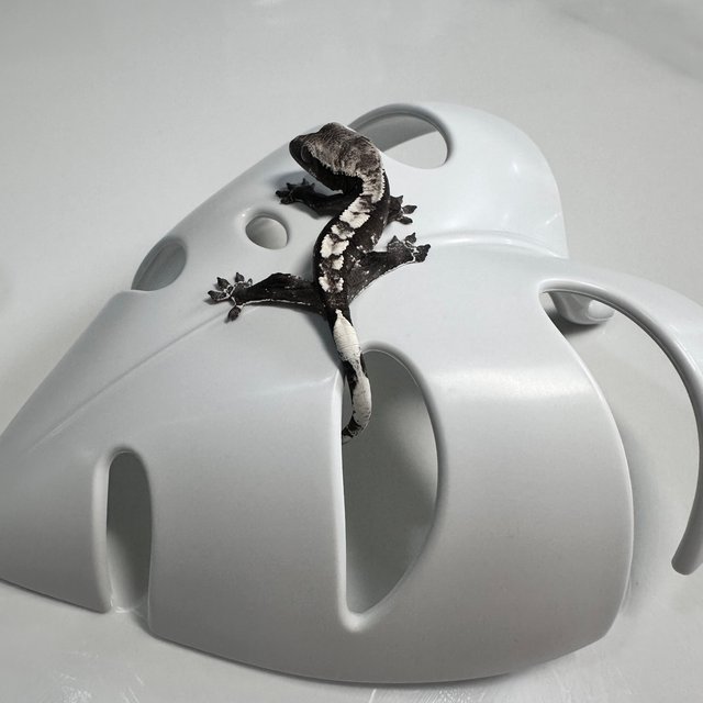 아잔틱 화이트스팟