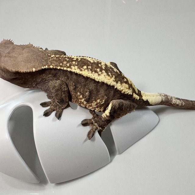 세이블 카푸치노