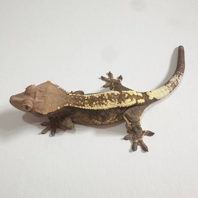 세이블 카푸치노