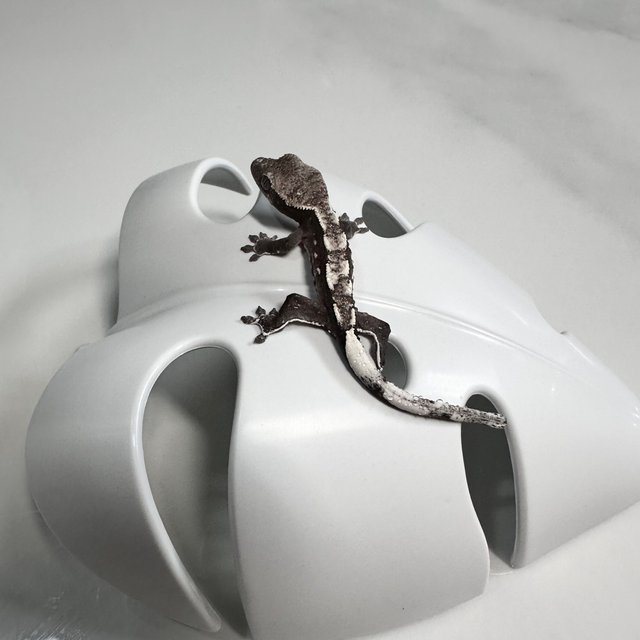 아잔틱 화이트스팟