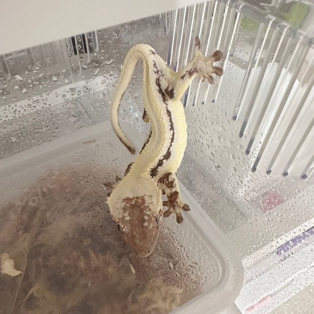 릴리 세이블 솔리드백