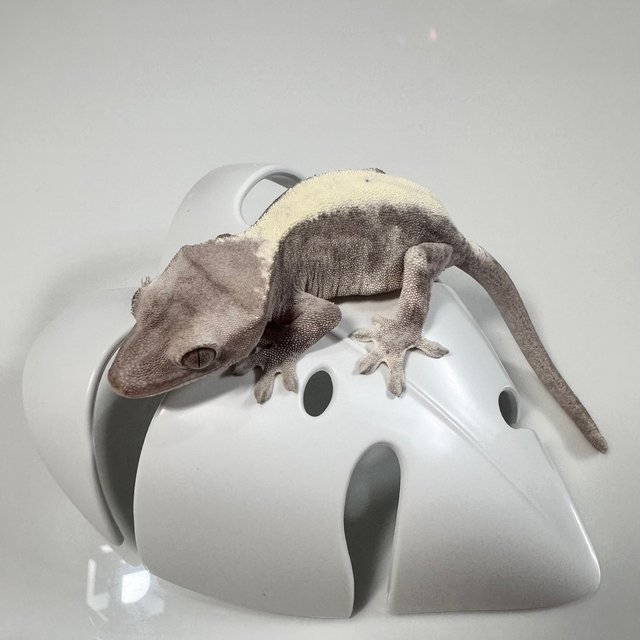 루왁 릴리 솔리드백