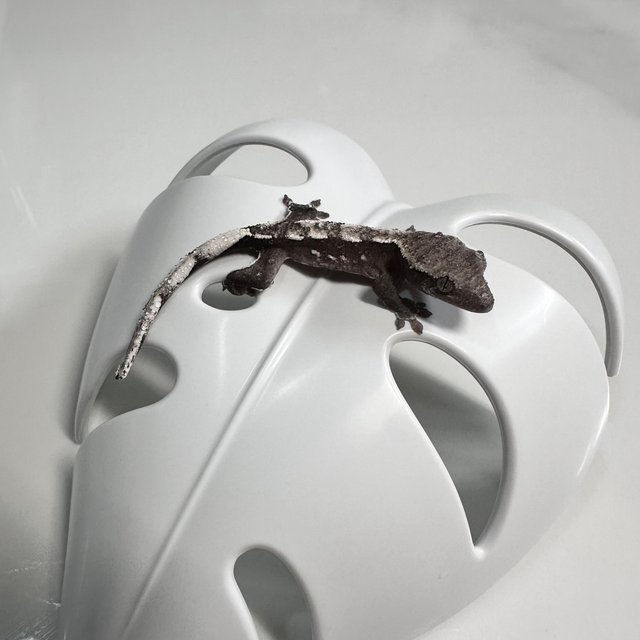 아잔틱 화이트스팟