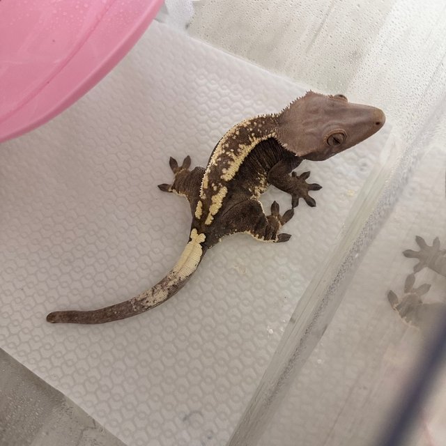 세이블 카푸치노