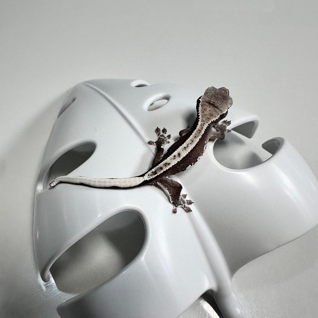 아잔틱 릴잔틱 쿼드 풀핀